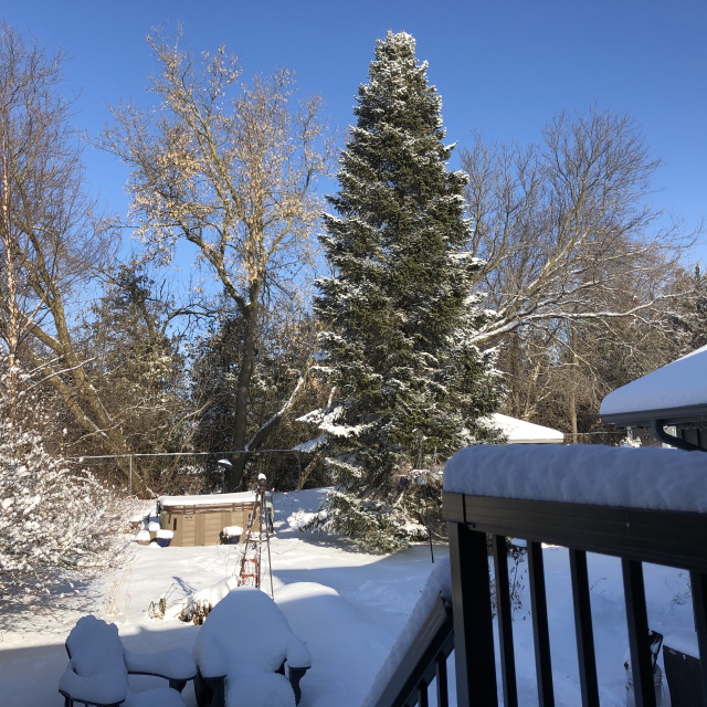 Backyard full of snow