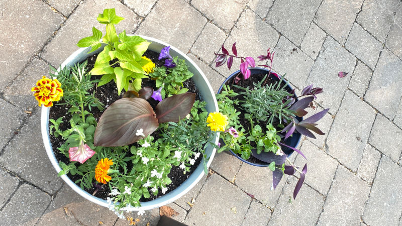 This Summer's planters