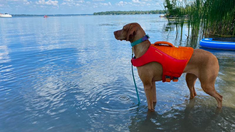 Water dog is ready for the water!