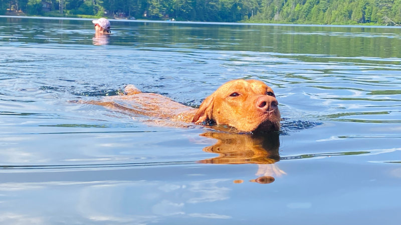 Next gen of water Vizslas