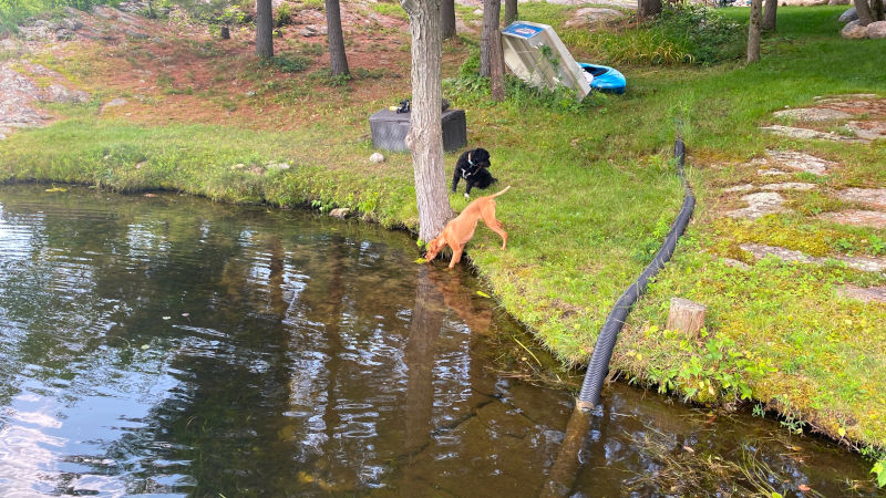 Down by the Water