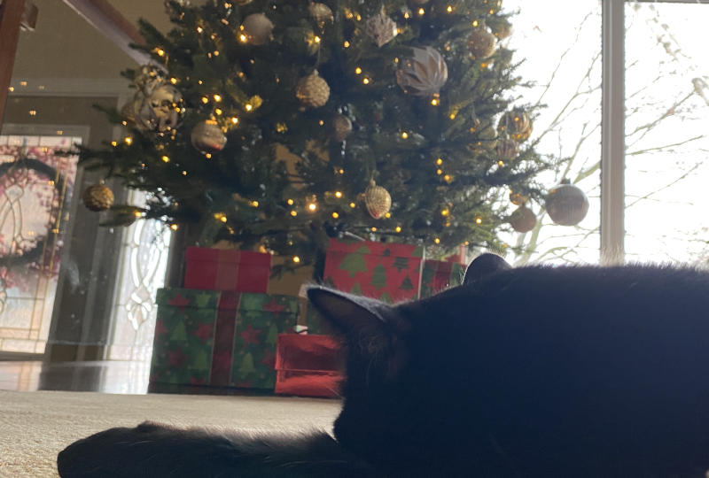 Moch watching the Christmas tree