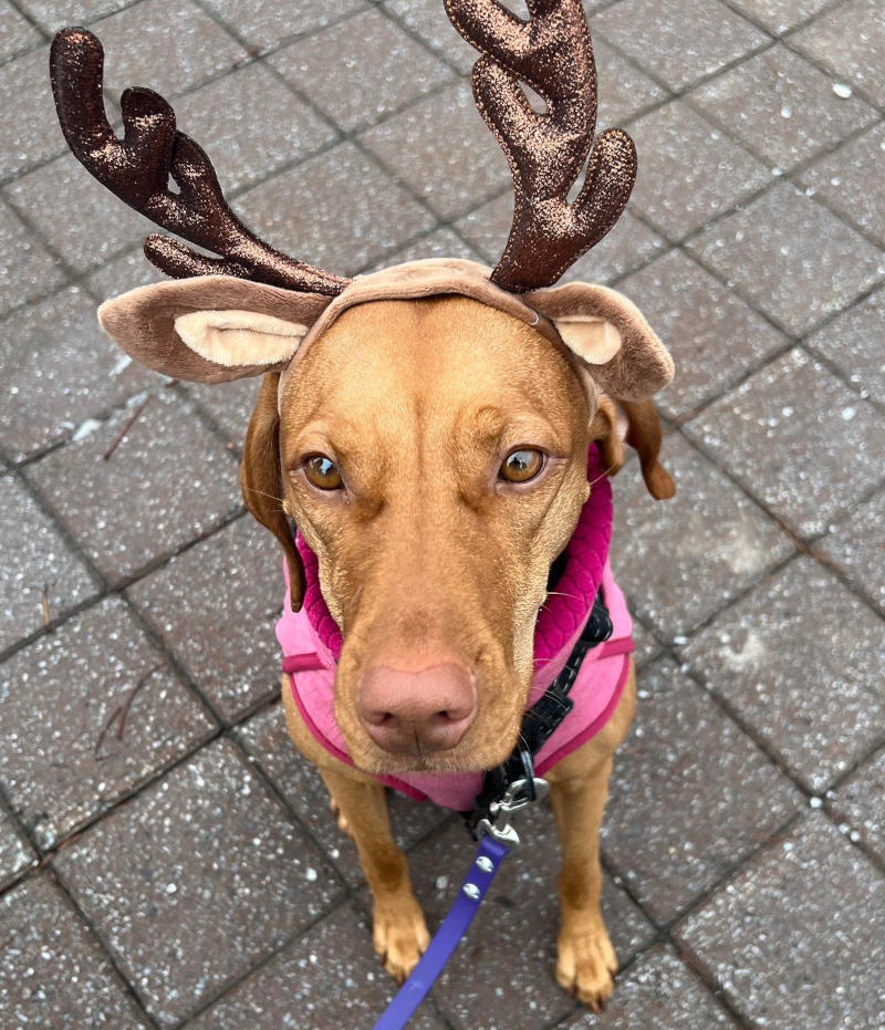 Santa's new reindeer