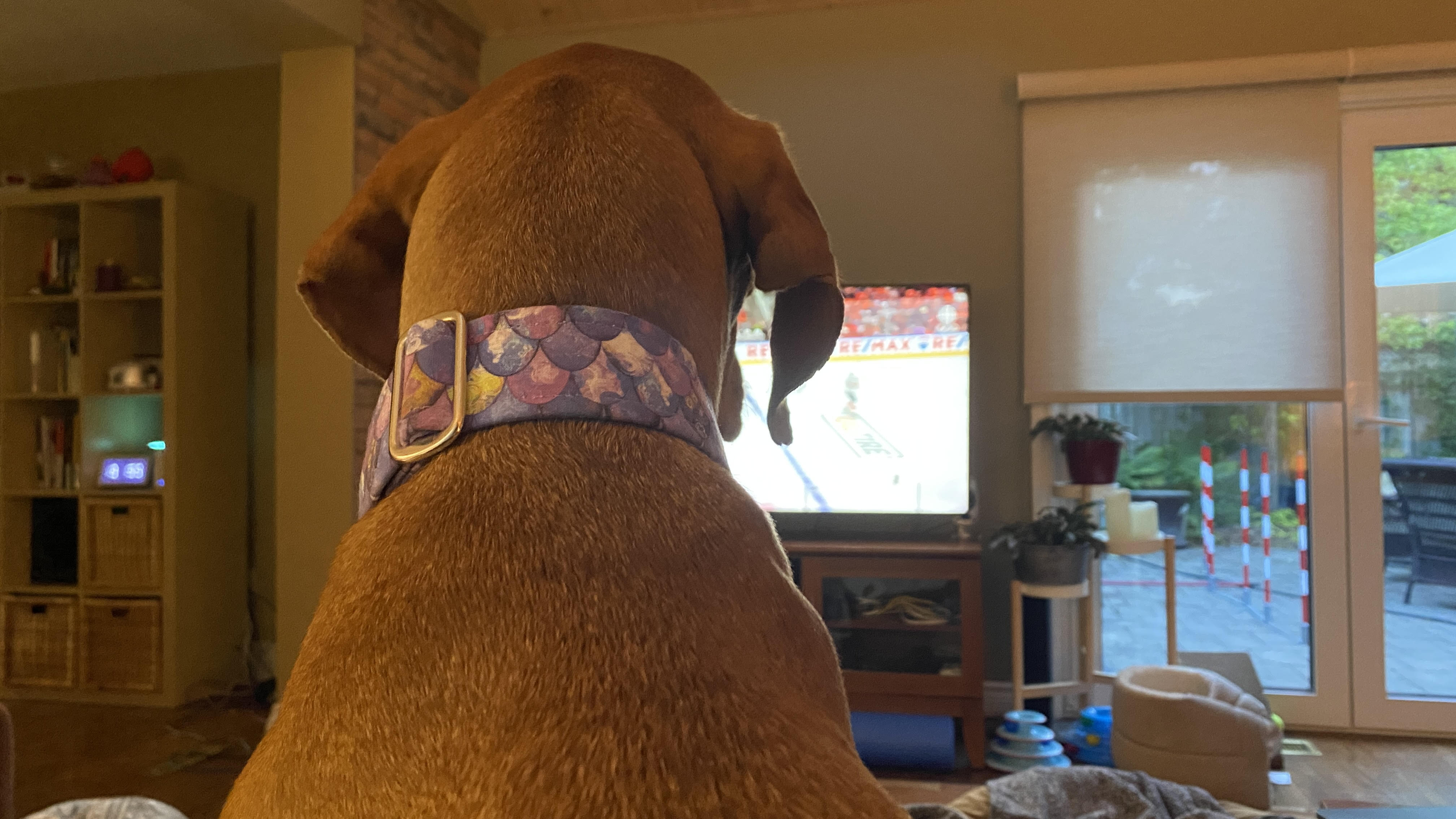 Watching sports with a Vizsla. Sigh.