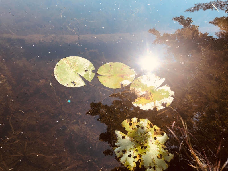 Lilypads sure enjoy the Sun