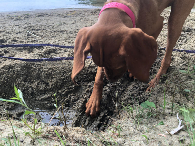 Edie terraforming the Muskoka shoreline.