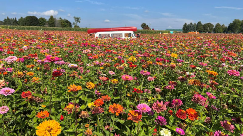 Wider shot of the flower field