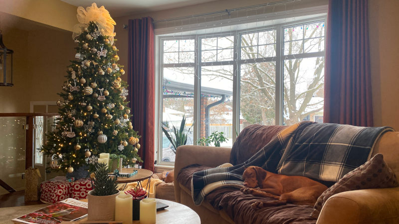 Nothing was stirring, not even a Vizsla.