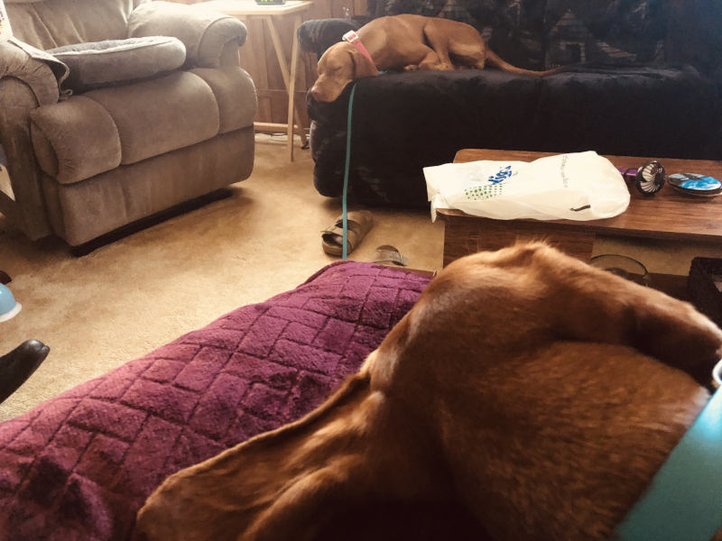 Chilling dogs. Another Summer miracle. Chilling dogs. Another Summer miracle.