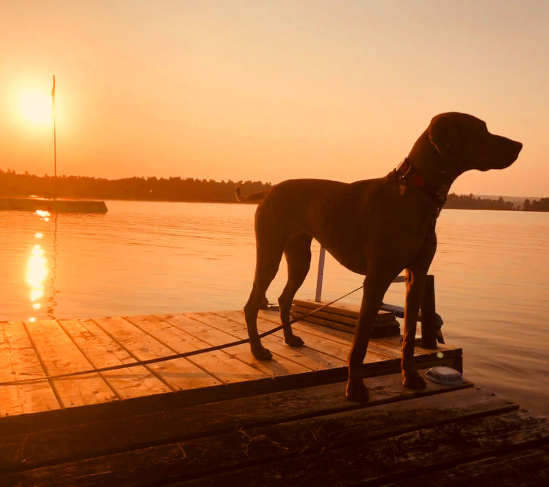 Dockside dog Dockside dog